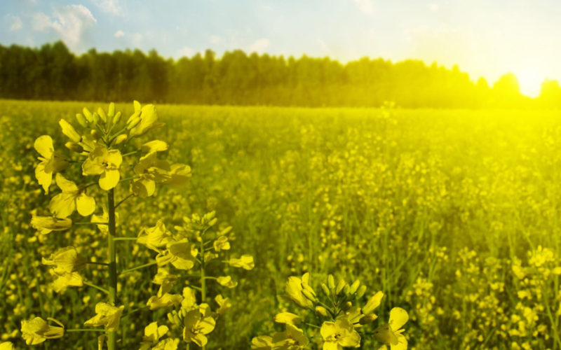 Mustard Bachblüte Ackersenf Beitrag LebensPuls