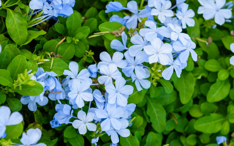 Cerato Bachblüte Bleiwurz oder Hornkraut Beitrag LebensPuls