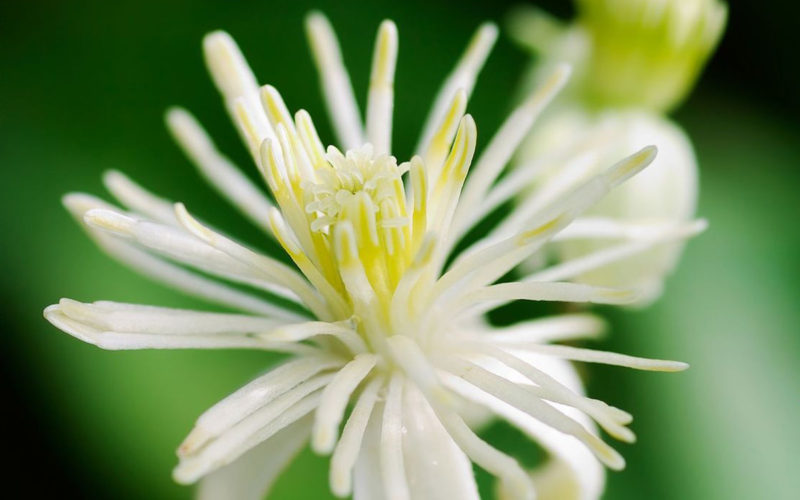 Clematis Bachblüte Gemeine Waldrebe Beitrag LebensPuls