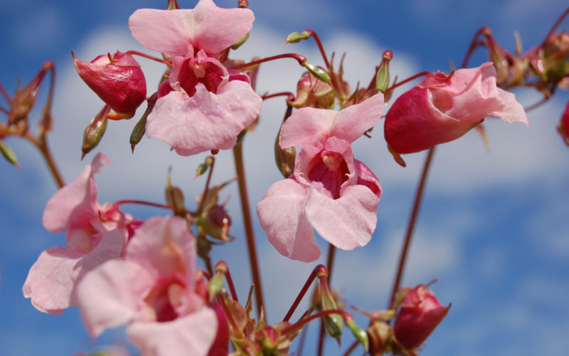 Impatiens Bachblüte Drüsiges Springkraut Beitrag LebensPuls