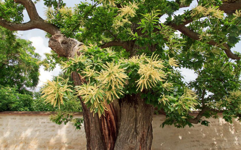 Sweet Chestnut Bachblüte Edelkastanie Beitrag LebensPuls