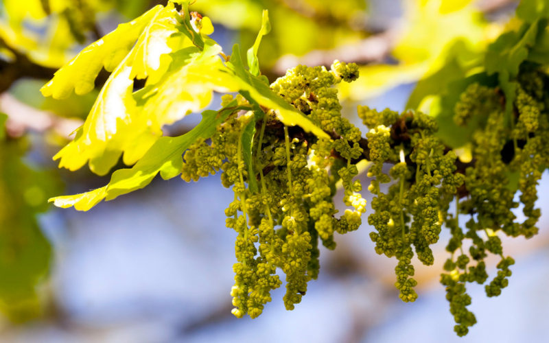 Oak Bachblüte Eiche Beitrag LebensPuls