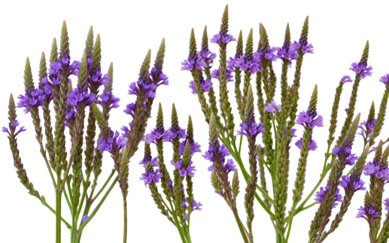 Vervain Bachblüte Eisenkraut Beitrag LebensPuls