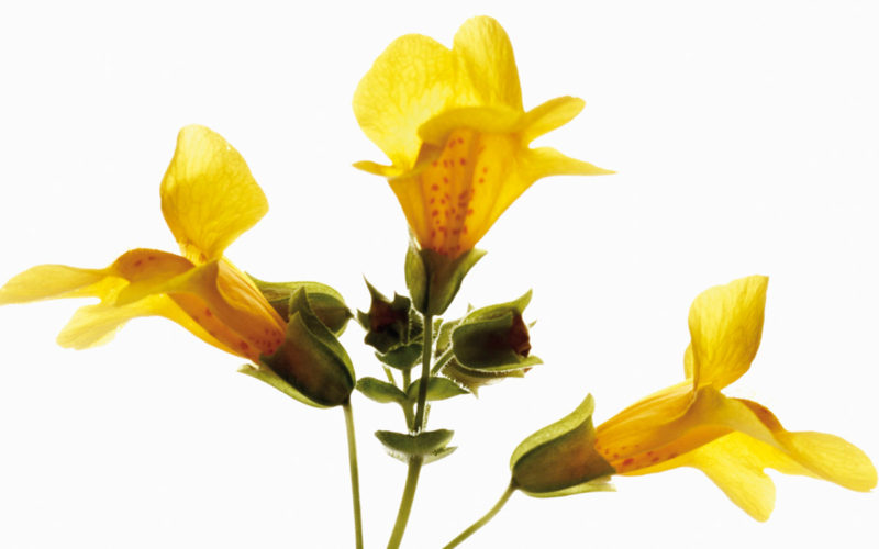 Mimulus Bachblüte Gefleckte Gauklerblume Beitrag LebensPuls