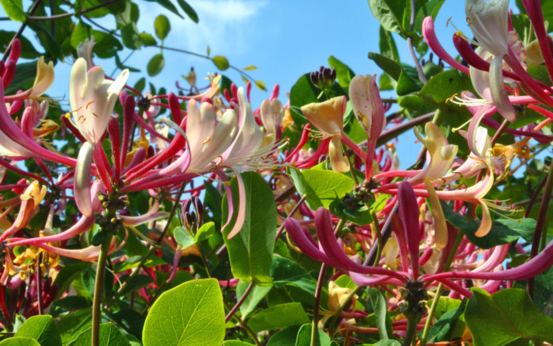 Honeysuckle Bachblüte Geißblatt Beitrag LebensPuls