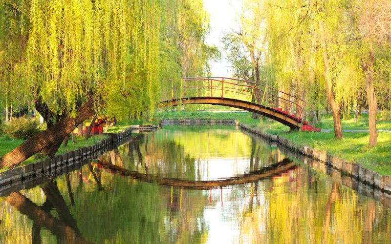 Willow Bachblüte Gelbe Weide Beitrag LebensPuls