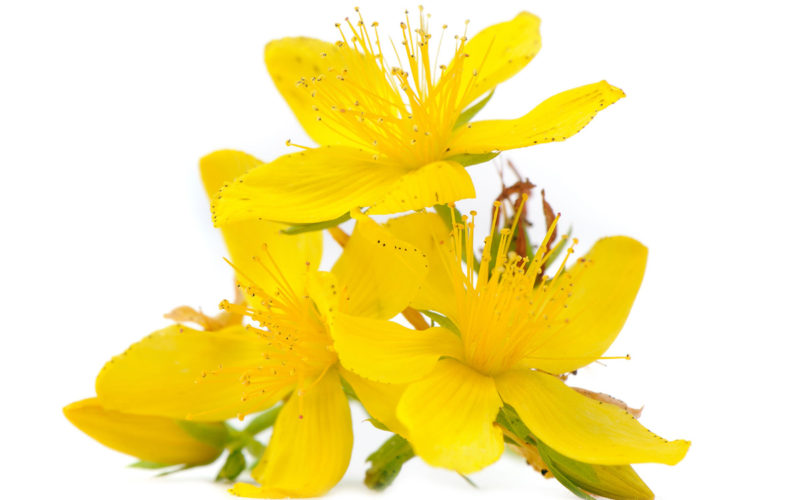 Rock Rose Bachblüte Gelbes Sonnenröschen Beitrag LebensPuls