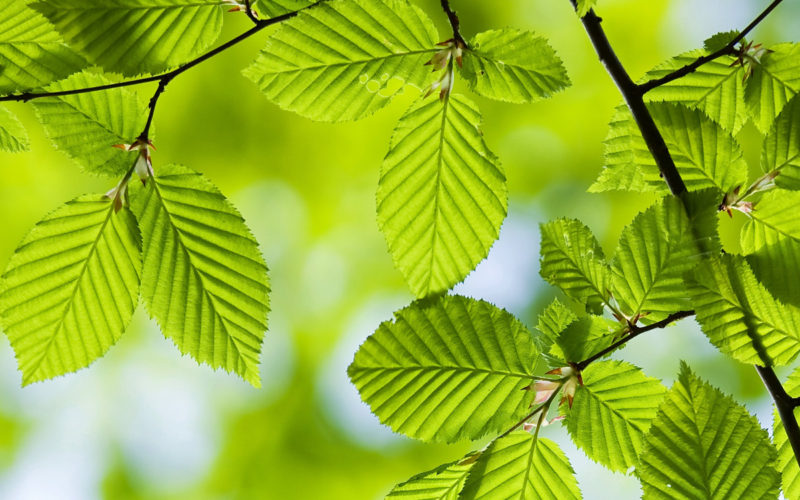 Hornbeam Bachblüte Hainbuche Beitrag LebensPuls