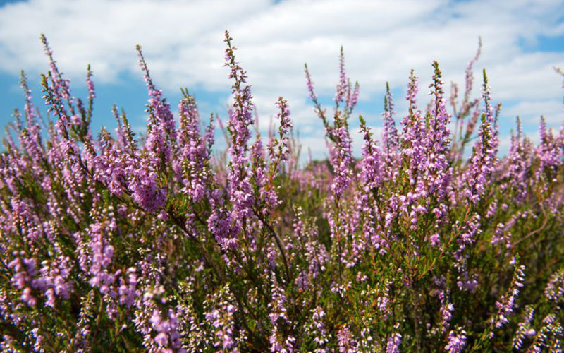 Heather Bachblüte Heidekraut Beitrag LebensPuls