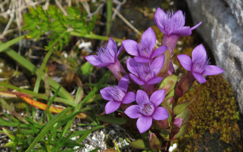 Gentian Bachblüte Herbstenzian Beitrag LebensPuls