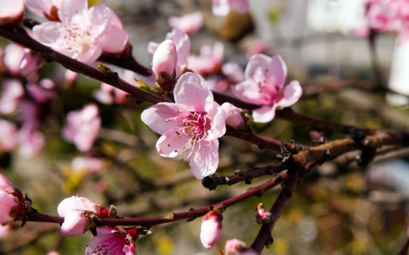 Crab Apple Bachblüte Holzapfel Beitrag LebensPuls