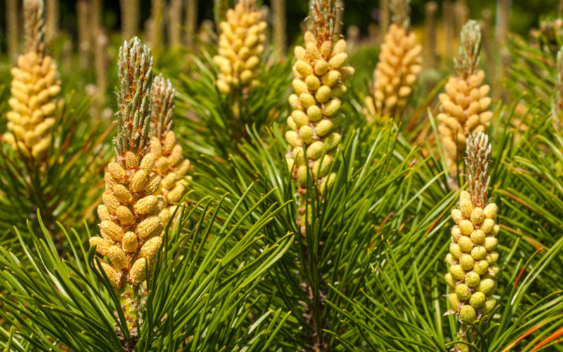 Pine Bachblüte Kiefer Beitrag LebensPuls