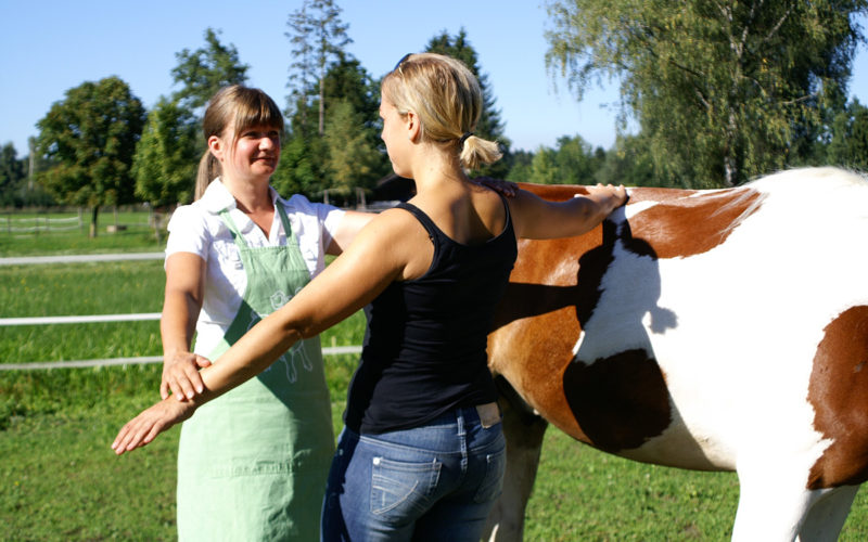 Pferd, Touch for health, gesund durch Berühren, Kinesiologie, Beitrag LebensPuls