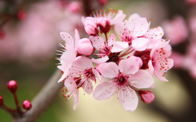 Cherry Plum Bachblüte Kirschpflaume Beitrag LebensPuls