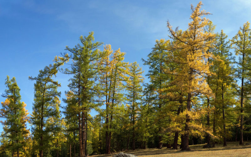 Larch Bachblüte Lärche Beitrag LebensPuls