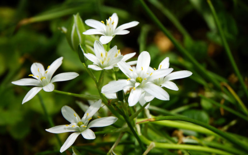 Star of Bethlehem Bachblüte Milchstern Beitrag LebensPuls