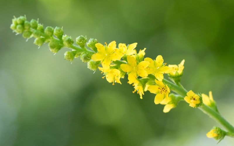 Agrimony Bachblüte Odermenning Beitrag LebensPuls