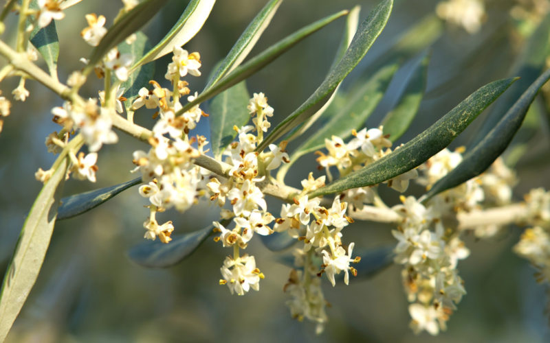 Olive Bachblüte Olive Beitrag LebensPuls