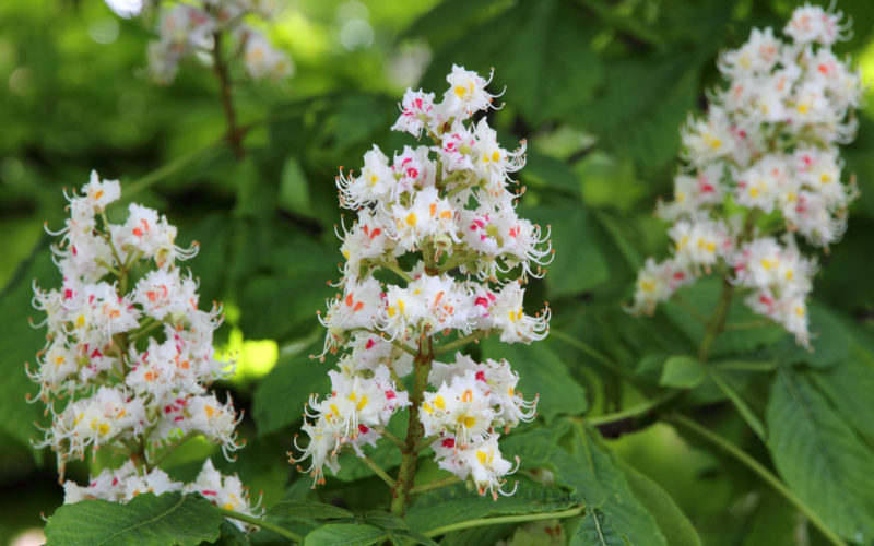 White Chestnut Rosskastanie Odermenning Beitrag