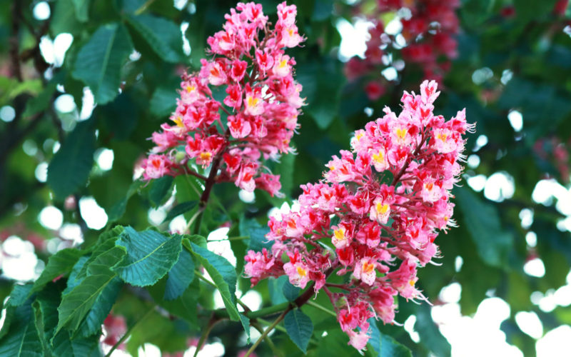 Red Chestnut Bachblüte Rote Kastanie Beitrag LebensPuls