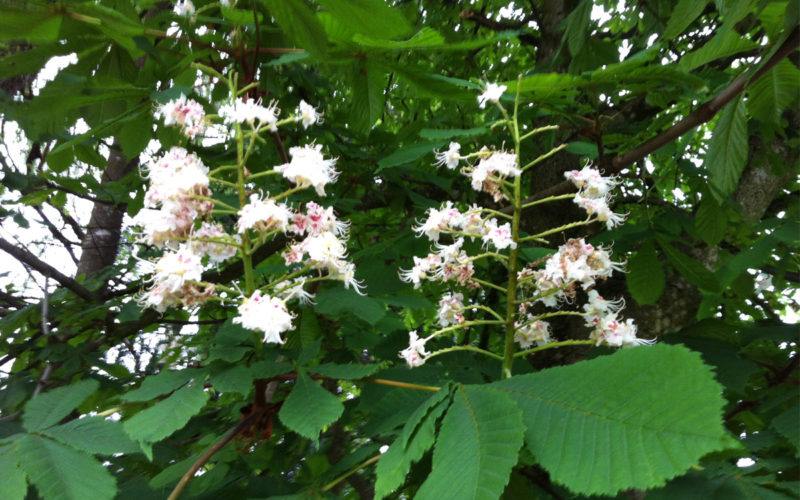 Chestnut Bud Bachblüte Knospe der Rosskastanie Beitrag LebensPuls