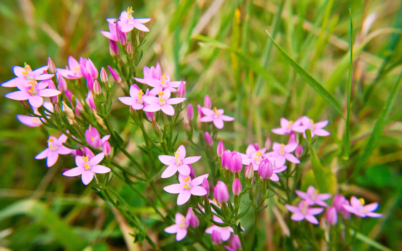 Centaury Bachblüte Tausendgüldenkraut Beitrag LebensPuls