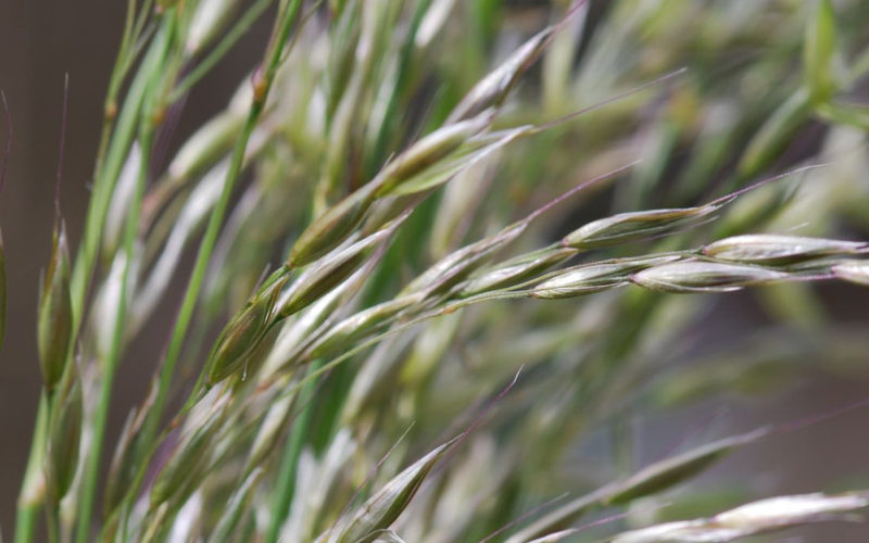 Wild Oat Bachblüte Waldtrespe Beitrag LebensPuls