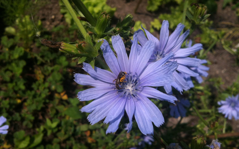 Chicory Bachblüte Wegwarte Beitrag LebensPuls