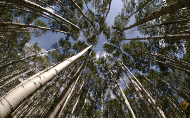 Aspen Bachblüte Zitterpappel Beitrag LebensPuls