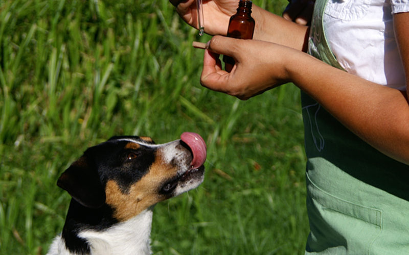 Bachblüten für Tiere Beitrag LebensPuls