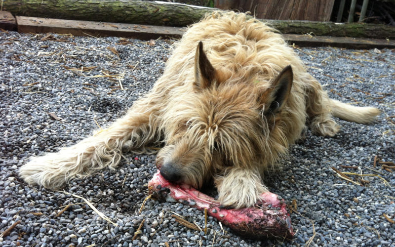 BARF BARFEN Rohfleisch Futter für Hund und Katze