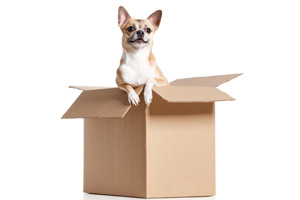 Hund aus Schachtel