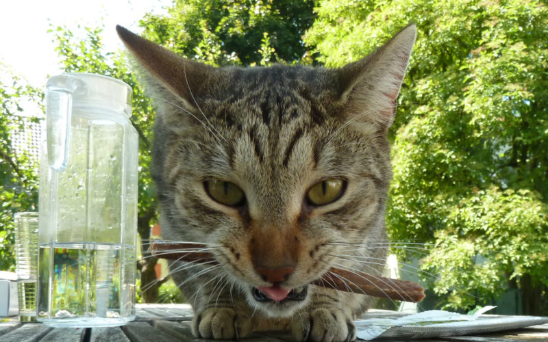 Kater Hamish testet BIO Katzenfutter von Defu