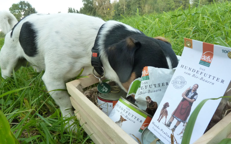 Hund Benny beim Fressen vom BIO Hundefutter von Defu