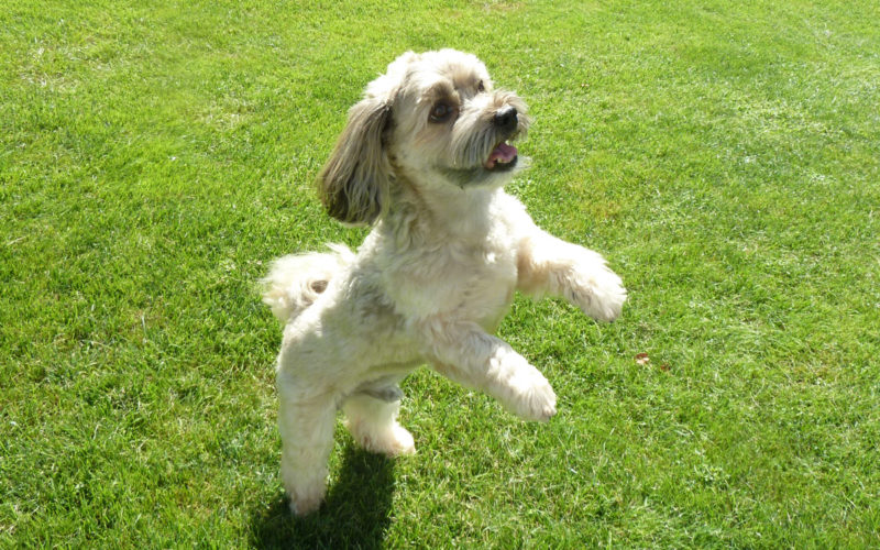 Hund Enzo beim Tanzen nach dem Testen vom Bio Hundefutter Defu