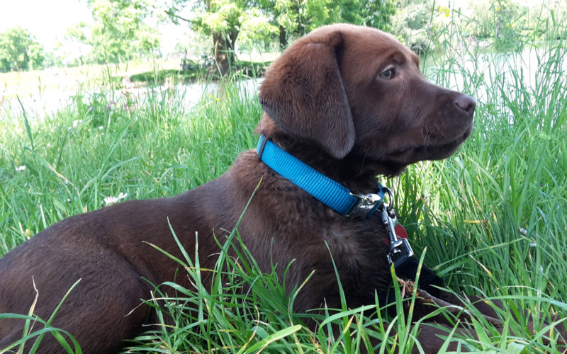 Hund Nelly mit sieben Monaten mit Giardien Befall