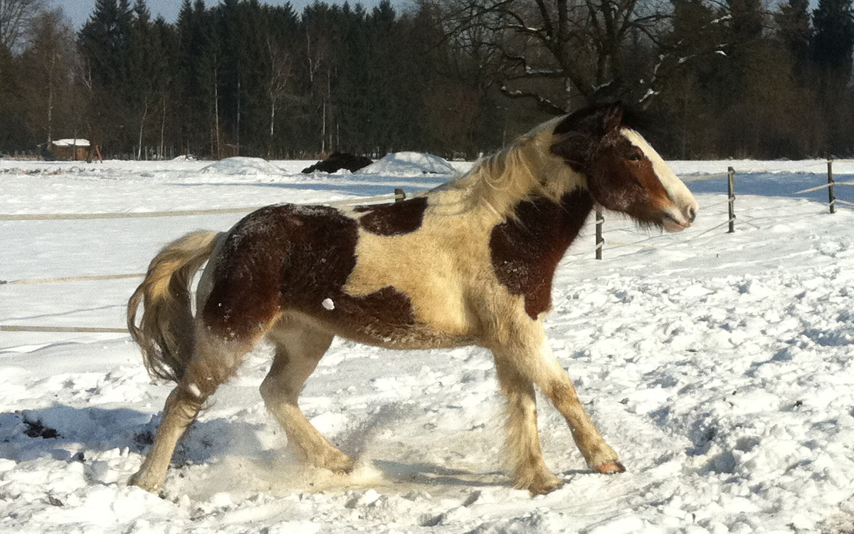 Pferd Jackomo Praxis Lebenspuls im Schnee
