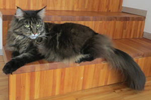 Katze Shania auf Treppe