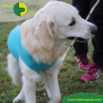 VetMedCare Tierbedarf Body 2 Hund