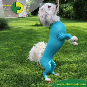 VetMedCare Tierbedarf Body mit 4 Beinen Hund Huendin 2