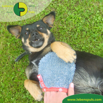 VetMedCare Tierbedarf Fellpflege Handschuh 1