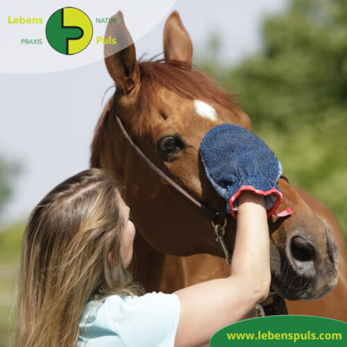 VetMedCare Tierbedarf Fellpflege Handschuh 2