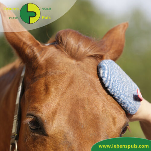 VetMedCare Tierbedarf Fellpflege Handschuh 4