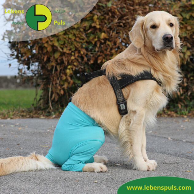 VetMedCare Tierbedarf dog Safety Pants Hund Sicherheitshose, Hundewindel, Inkontinenz, Läufigkeit, Wunden schützen, Farbe grün blau
