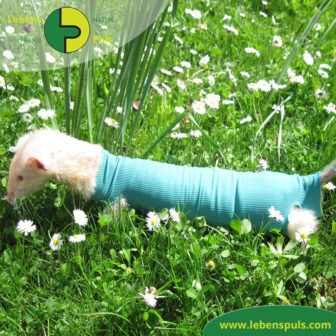 VetMedCare Tierbedarf Safety Tube Beinling Strumpf, Wundschutz für Kleintiere, Farbe grün blau