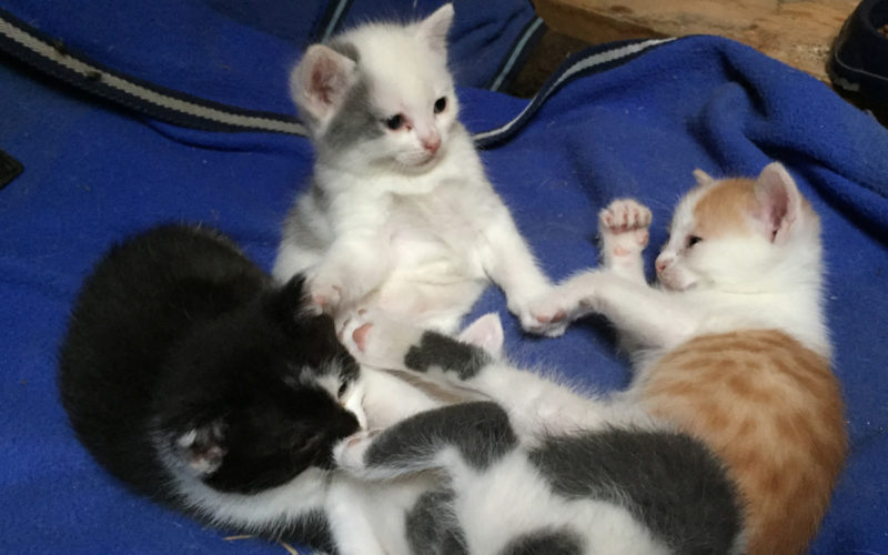 Katzen Babys vom Reitsportzentrum Flurhof