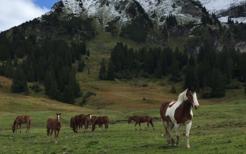 Pferd Jackomo Alm Lebenspuls 1