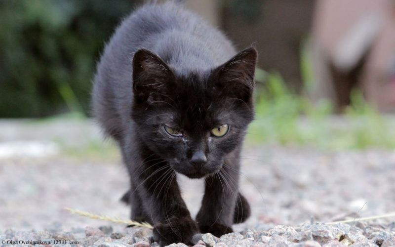 Katze krank Virus FeLV Beitrag LebensPuls