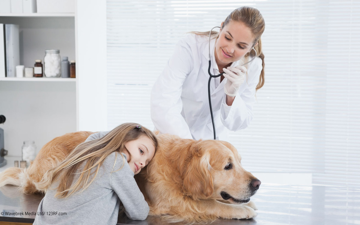 Erkrankung Bauchspeicheldrüse Pankreas, Hund beim Tierarzt, Beitrag LebensPuls