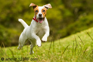 Hund beim Springen Beigtrag LebensPuls